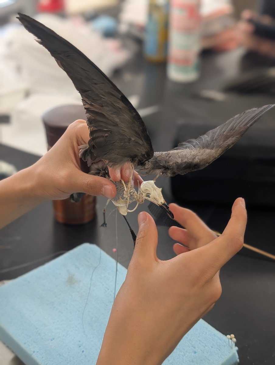 麻布学園生物部鳥班 tweet media