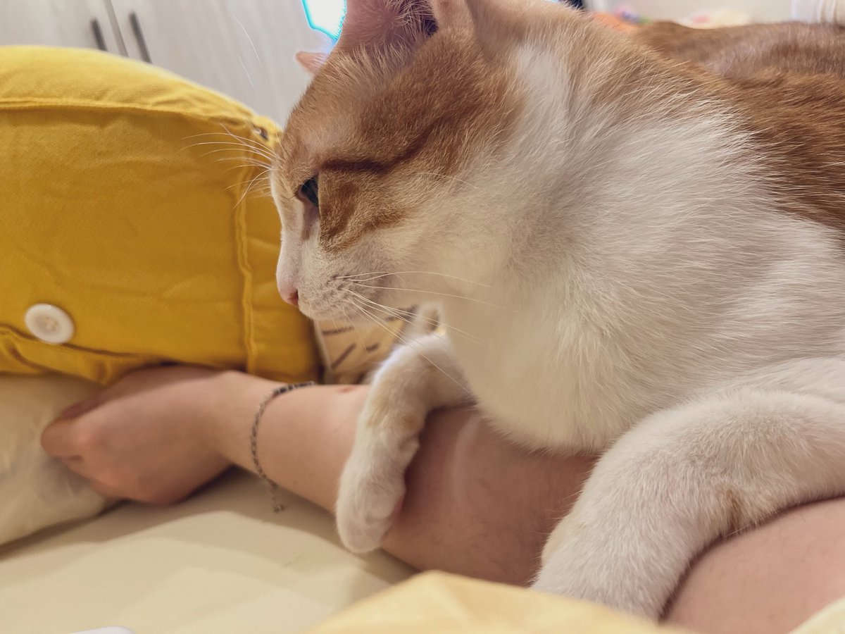 洛可洛斯特Loco Lost🥞鍊金術師VTUBER tweet media