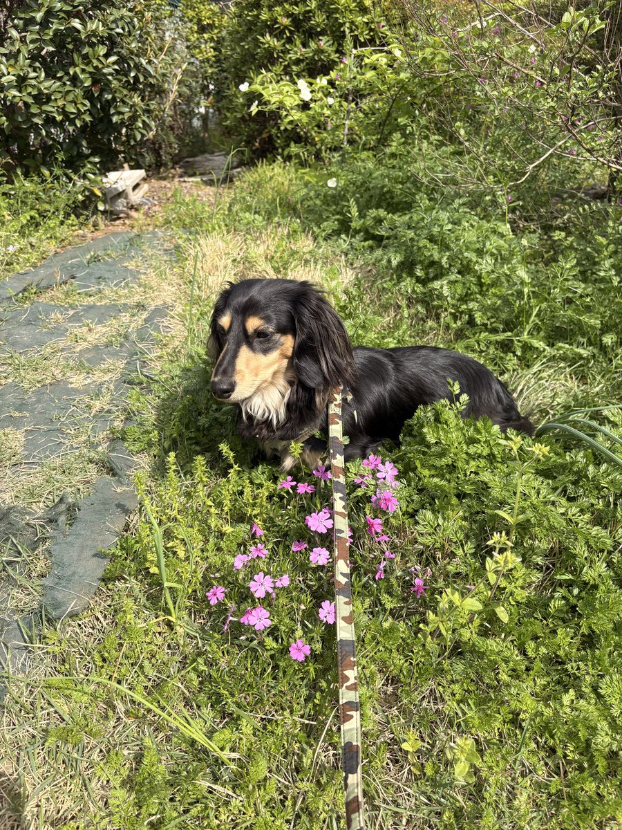 しか煎餅 tweet media