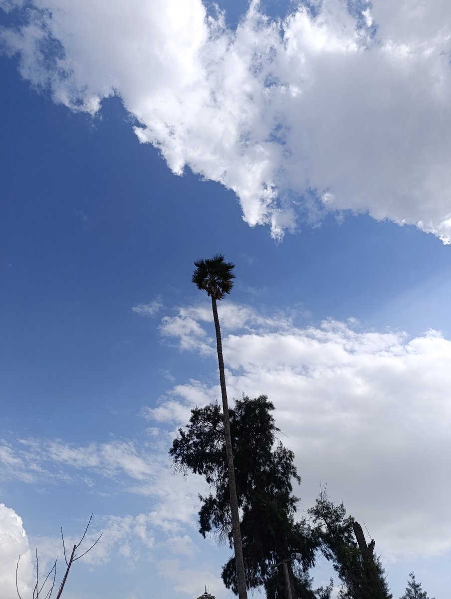 Ali Free tweet media