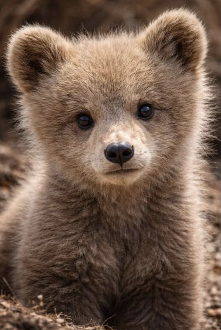 vivaneil tweet media