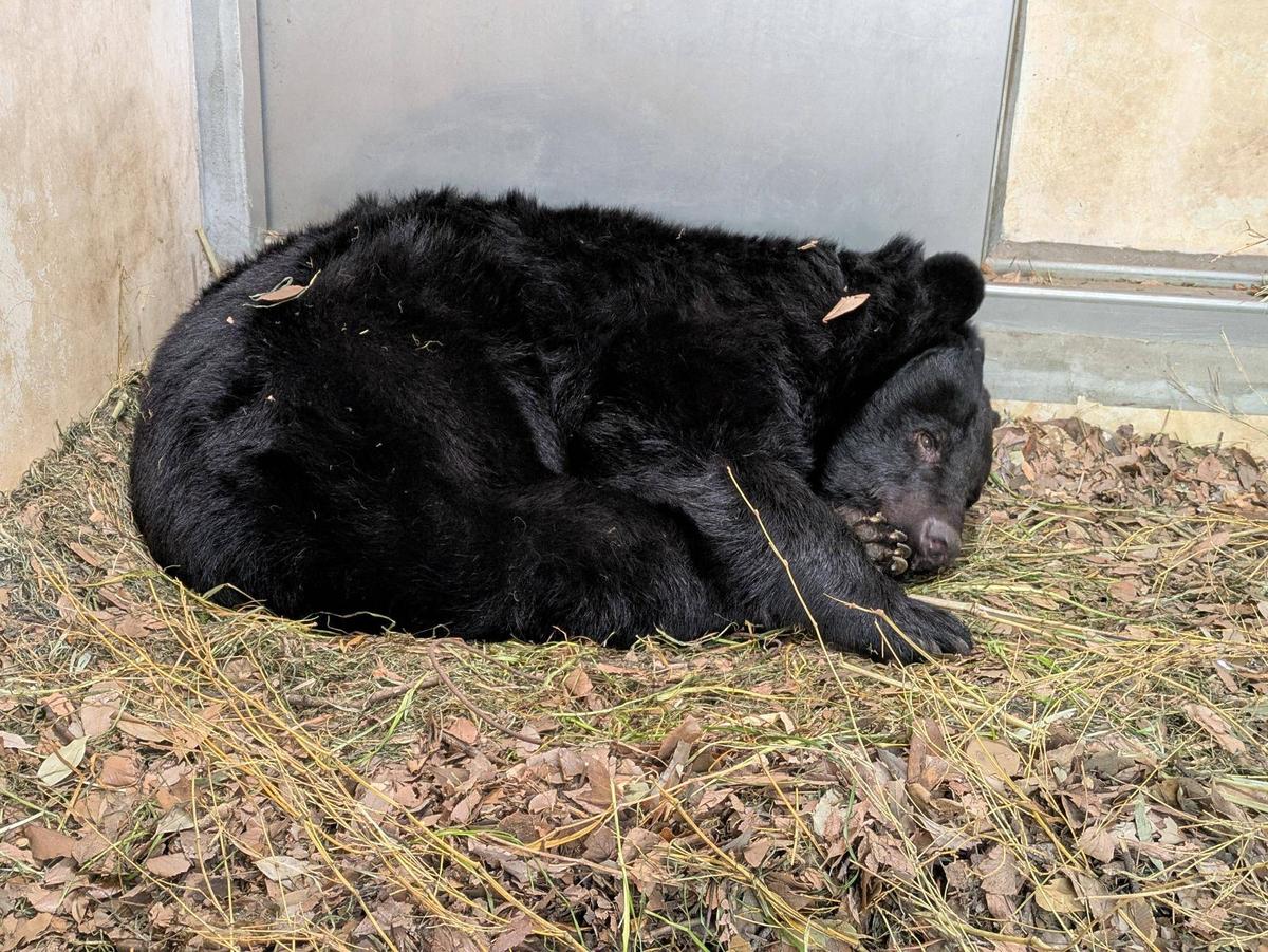 横浜市立野毛山動物園≪公式≫ tweet media