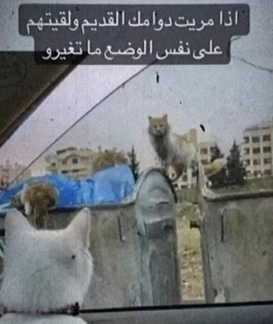 🕸️ليليا | Lilia tweet media