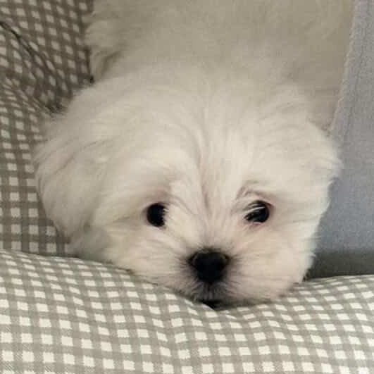 Kaoru_p4846's tweet image. Choyu 🦊                              Muju🐻‍❄️

#Emibonnie 🐶🐕🐾