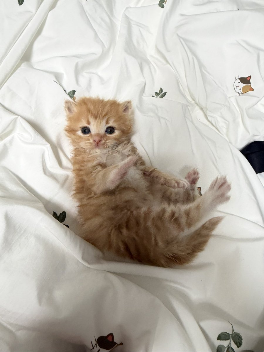 cms. ≽^•༚• ྀི≼ ◞✩ tweet media