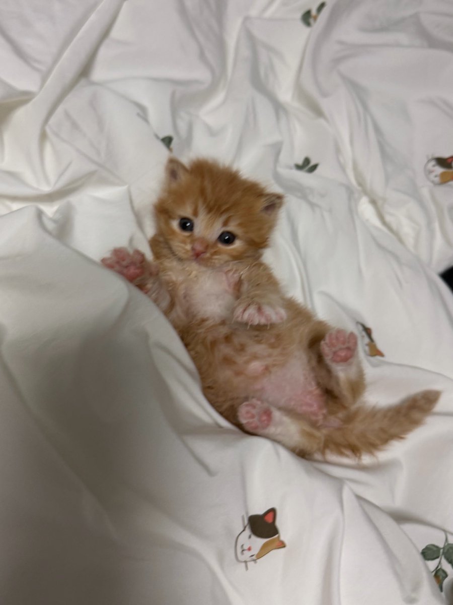 cms. ≽^•༚• ྀི≼ ◞✩ tweet media