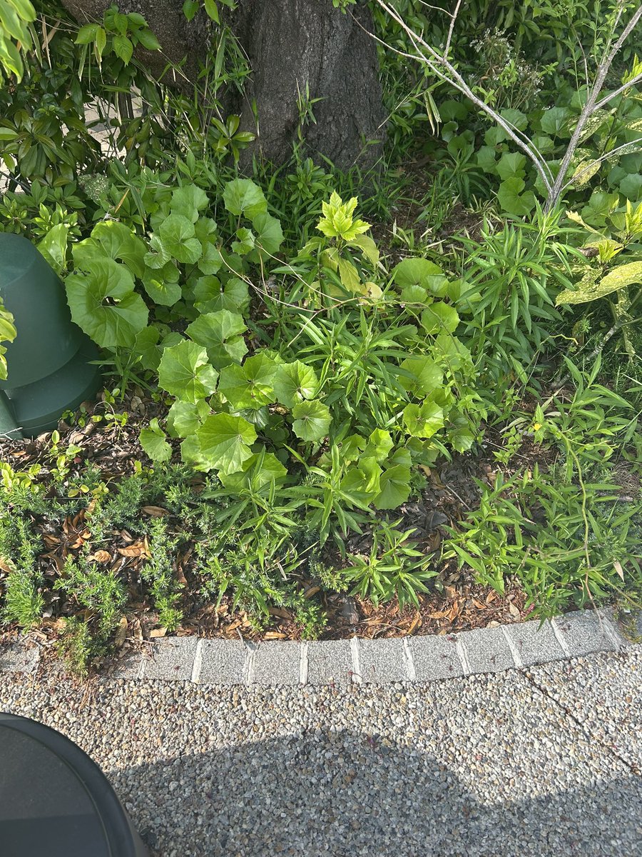 神道(｀・ω・´) tweet media