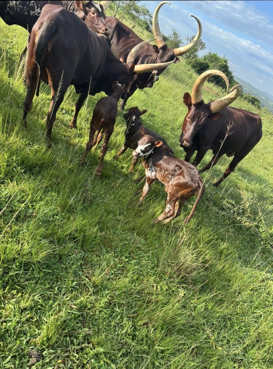 kraal's family tweet media