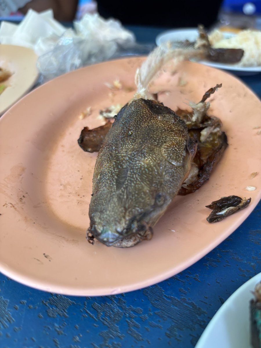 ガラレリア（がら) tweet media