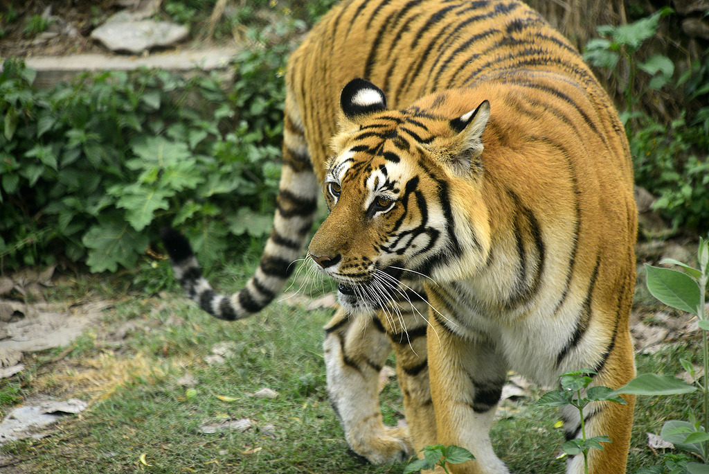 ChinaDaily's tweet image. #Nepal has been lauded globally for its conservation efforts. But as the #tiger population grows, so does the frequency of human-tiger conflict. In Bardiya National Park alone, 35 people were attacked by tigers between 2016 and 2024. bit.ly/4dMF1NJ