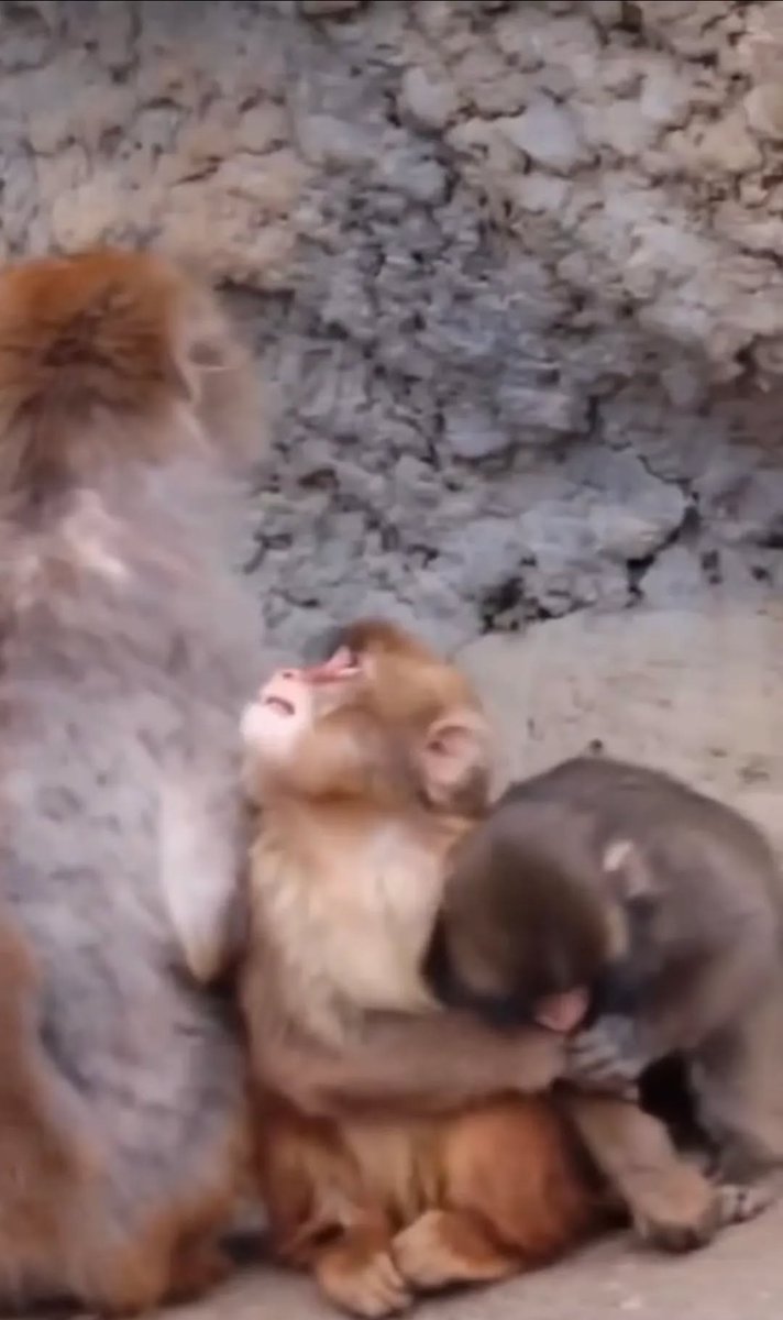 YVemula5063's tweet image. 😂Moe running to the big monkey like, “Please help me… I just want one minute of peace.

This is Moe’s daily life now official victim of Punch’s unlimited love attacks 💀💕 She didn’t sign up for this, but Punch said, "Too late, you’re my favorite target!"😄
#punch
#moe