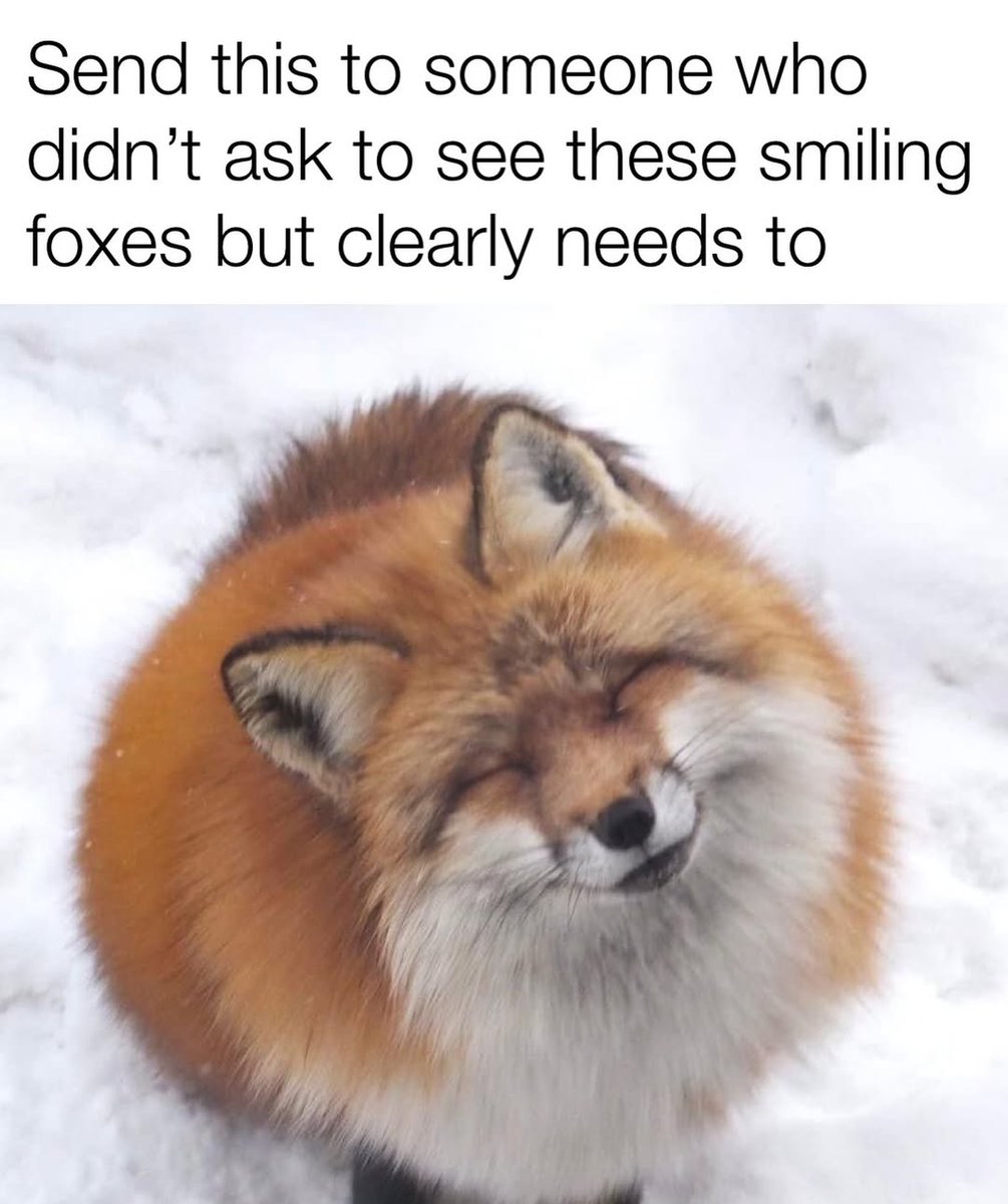 🍁 𝓣𝓱𝓮 𝓕𝓸𝔁 𝓛𝓲𝓯𝓮 🌾🦊 tweet media
