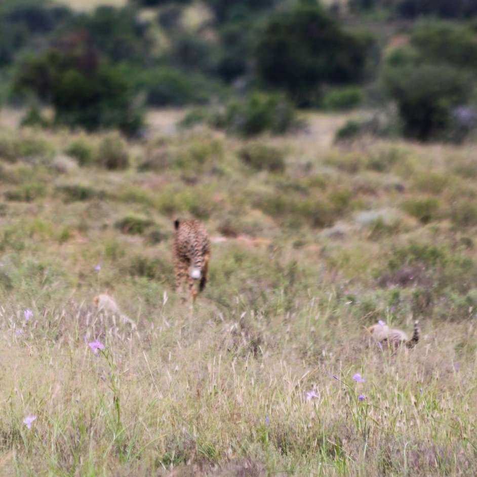 SANParks Mountain Zebra tweet media