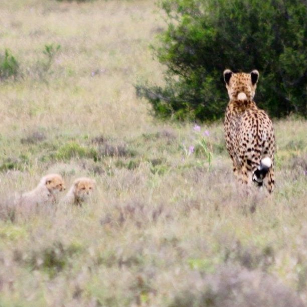 SANParks Mountain Zebra tweet media