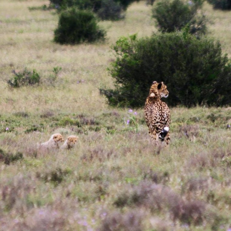 SANParks Mountain Zebra tweet media