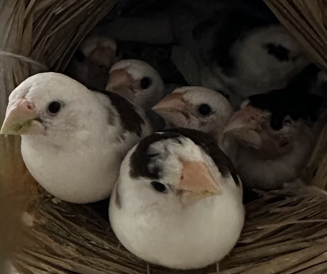 椛*すず工房 tweet media