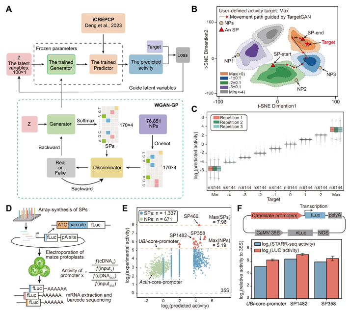 MPlantPCom's tweet image. TargetGAN: A generative AI framework for designing plant core promoters with targeted activity #resource #PlantCommunications cell.com/plant-communic…