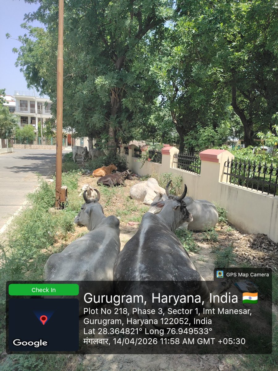 RWAManesar's tweet photo. @HaryanaVir @MCManesar @GauriSarin @MunCorpGurugram @cmohry @CAQM_Official @GRAPGurugram @hspcbrogrs @ek_samaj @NayabSainiBJP @SwachhBharatGov @DC_Gurugram @BJP4Haryana @Rao_InderjitS @VipulGoelBJP @SVBHaryana We, Veterans from Sector-1 IMT Manesar had a meeting with @IAS_Pradeep_001 Commissioner @MCManesar a few days ago on burning problems like stray cattle, monkeys and dogs of Sector-1 and were assured immediate action. But nothing has moved on ground. We request again to do needful https://t.co/PtLqqny11j