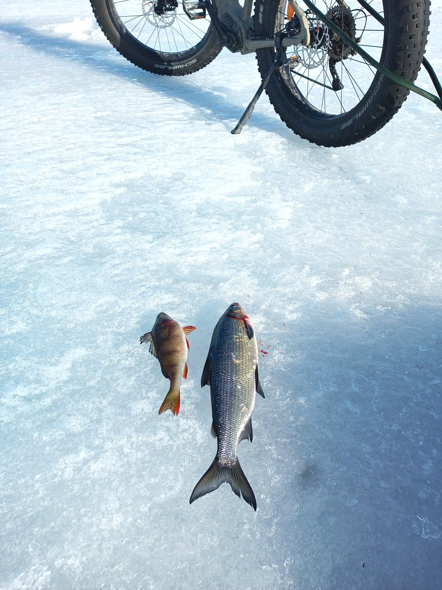 Täälä sitä on kaikenlaista.
Ennää puutu ko taimen ja rautu 😄
#Inarijärvi