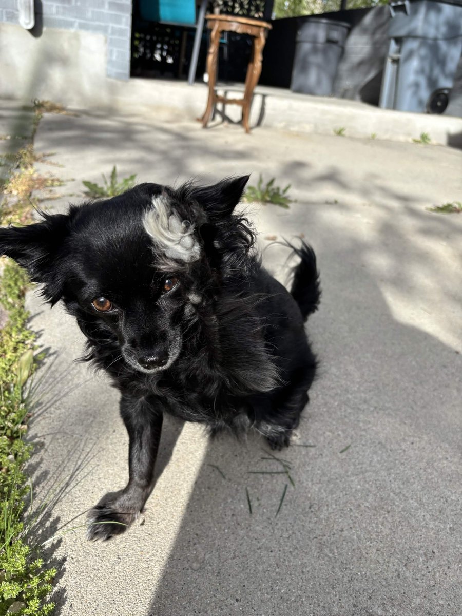 shamewave's tweet photo. entered the worlds cutest doggie competition and they kicked me out because then there wouldnt be a competition https://t.co/fN2zc6uTSy
