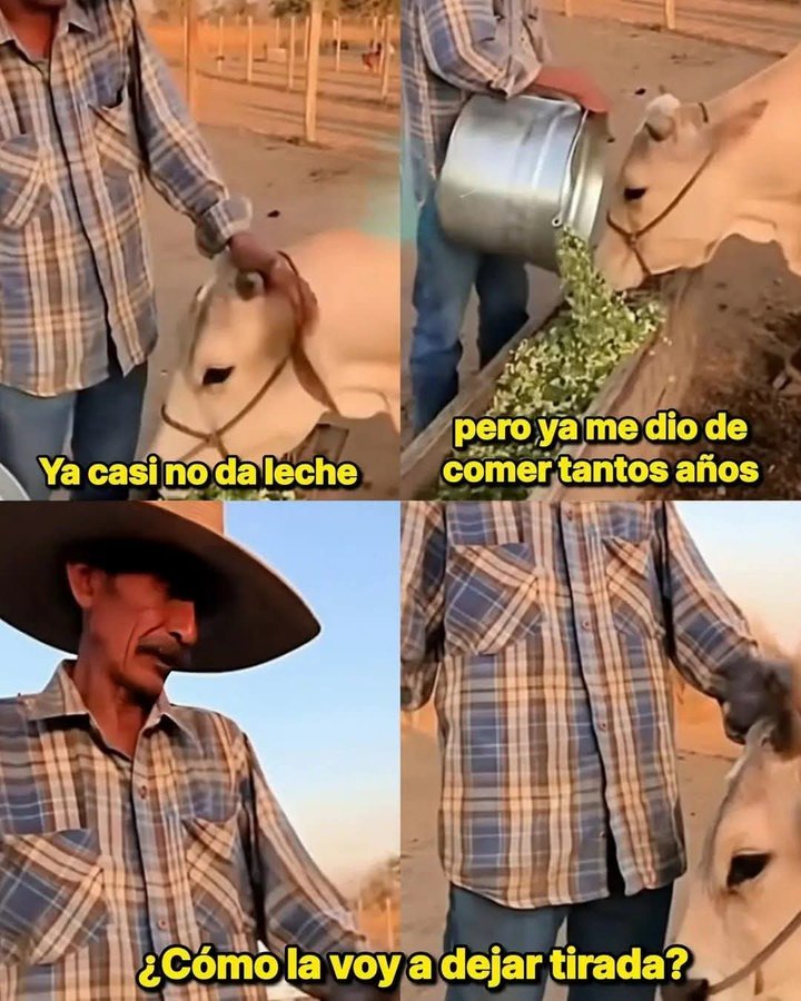 ANIMALITOS SANADORES tweet media