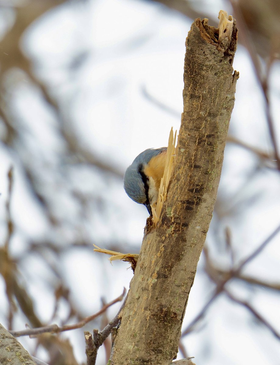 Paulista (bis). tweet media