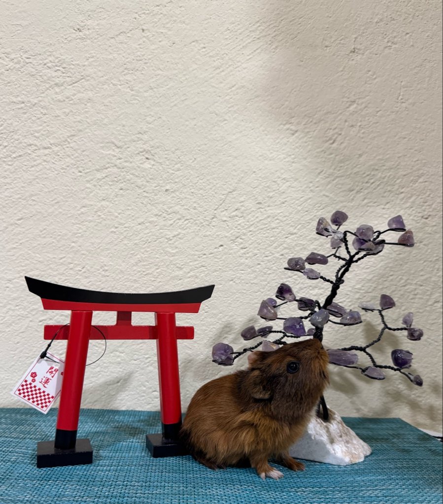 alv_daniel1's tweet photo. Japanese guinea pig https://t.co/jQRbORTsaw