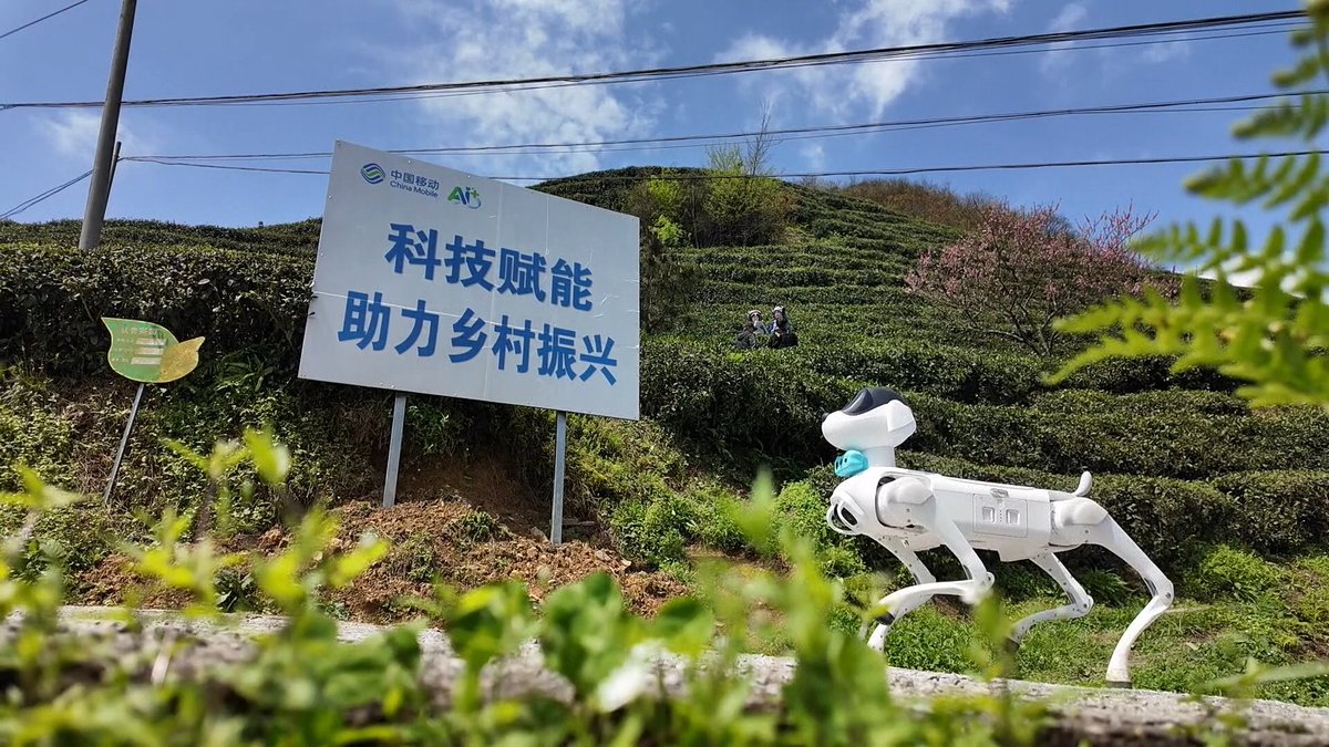 ChinaMobile7's tweet image. 🍵China Mobile builds a “digital tea road” in #Guizhou with 5G &amp;amp; AI—robot dogs, 🤖drones and smart systems boost tea quality and efficiency, driving rural revitalization and showcasing China innovation.🫖
#AgriTech #AI #5G #SmartFarming #ChinaInnovation #tea  #robot