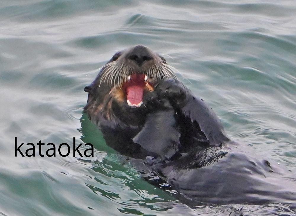 ＮＰＯ法人エトピリカ基金 tweet media