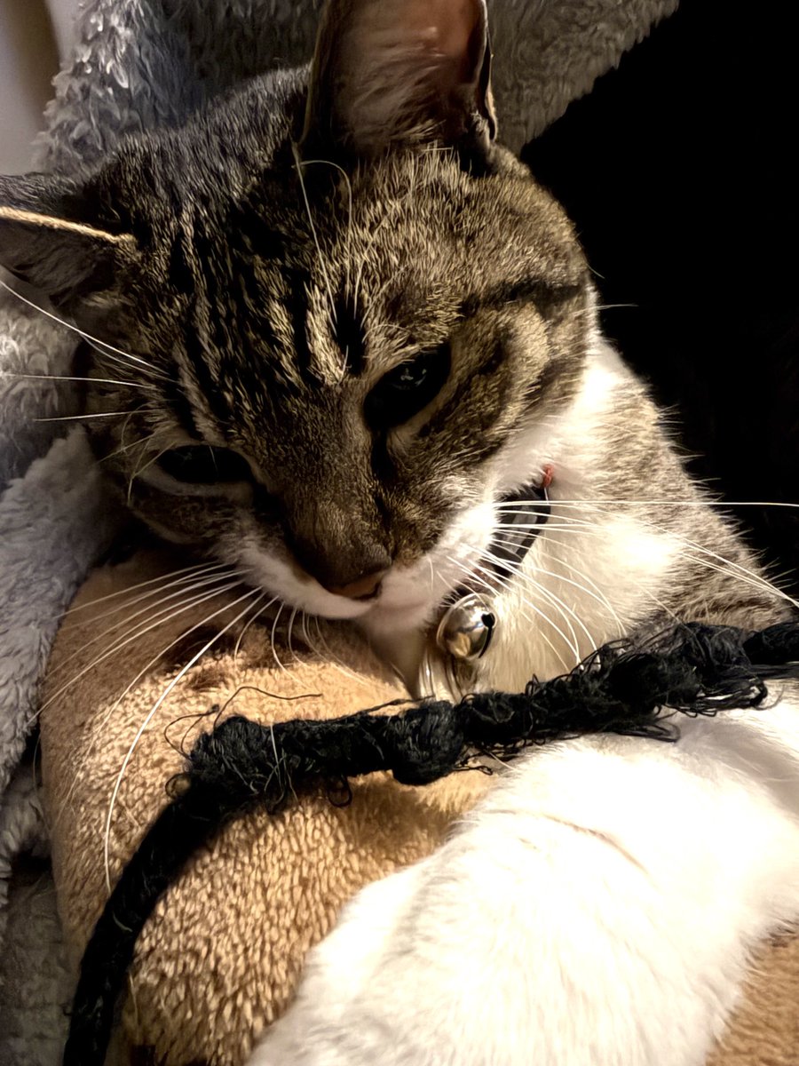 グラ丸だったエド tweet media