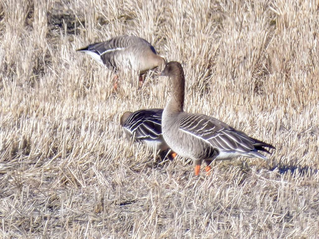 HPaluste's tweet photo. Haned
#gooses #birds #naturfotografie https://t.co/I0Ot0toh5g