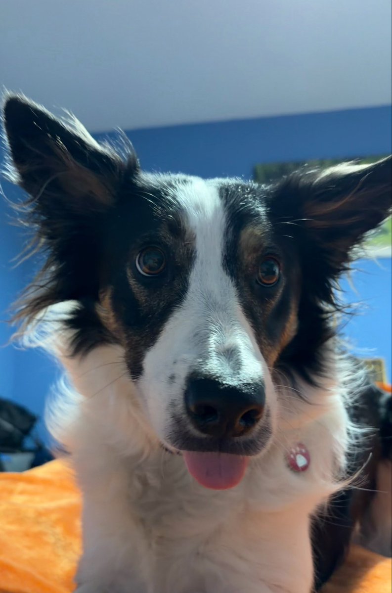 Puppy Bess and Auntie Kes tweet media