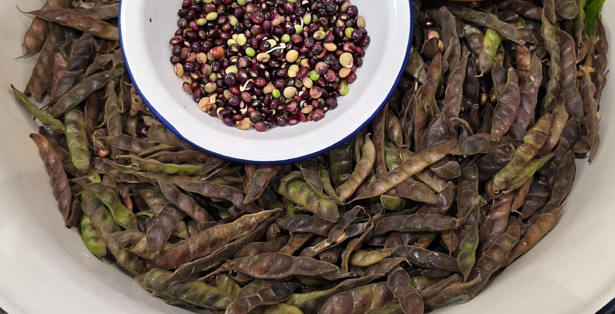 Kadyos (pigeon peas) just popped out of the pods.