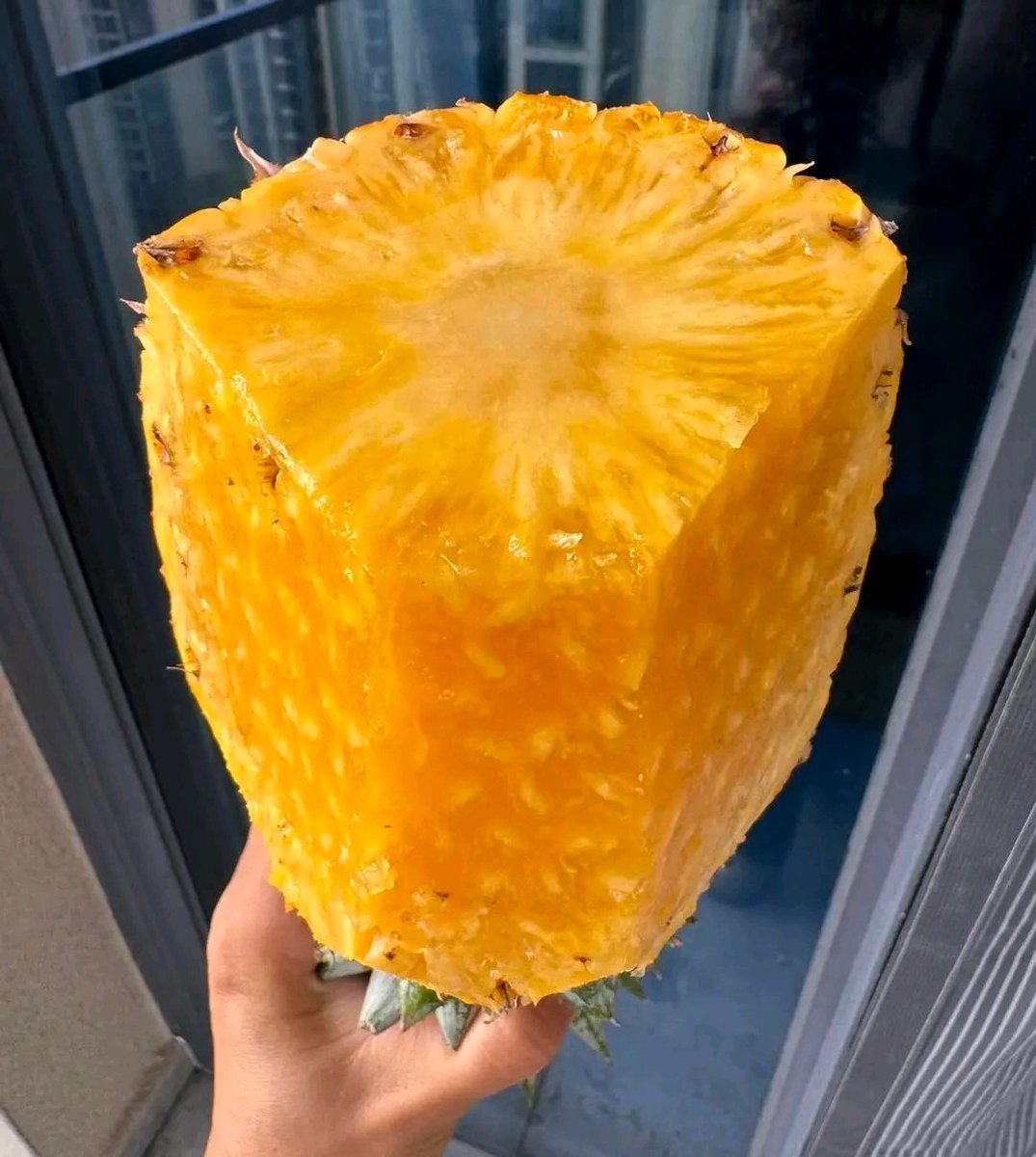 KwizeraEri57753's tweet image. Ripe pineapple 🍍 sweet, juicy, and packed with health benefits!
Boosts immunity, aids digestion, and keeps you refreshed naturally 💛
#pineapple #healthyfood