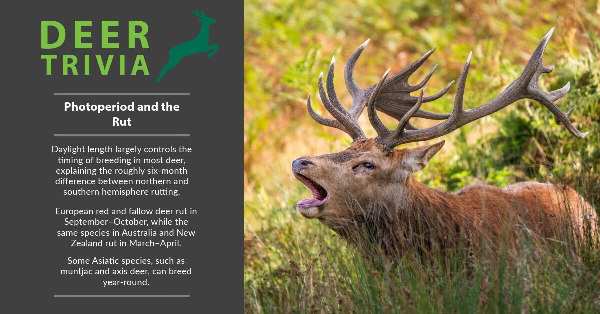 BritishDeerSoc's tweet photo. Deer Trivia: Photoperiod and the rut
Daylight length controls most deer breeding. Red and fallow deer rut in Sept–Oct in Europe, but in Australia & New Zealand they rut in Mar–Apr. Some Asiatic species, like muntjac and axis deer, can breed year-round.
#DeerTrivia https://t.co/6RmFLgq4Ve