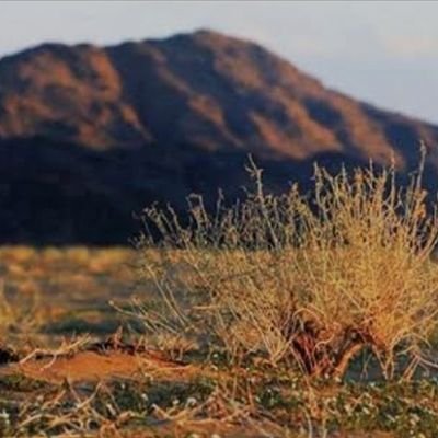 ashraf985's tweet photo. "أحيانًا قد تجد في حوزتك أشياء قليلة قليلة جدًا،لكنّها صادقة، دافئة، نقيّة،
 لا تُشترى." 🌿🏷️ https://t.co/gispyzGM1k