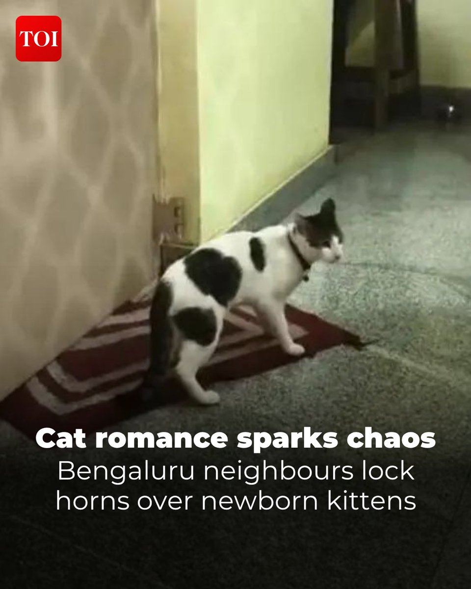 timesofindia's tweet image. A harmless feline encounter spiralled into a full-blown neighbourhood drama at #Sheshadripuram, with #police forced to intervene after two families clashed over the "ownership" of four newborn #kittens.

More details 🔗 toi.in/nYLVJZ