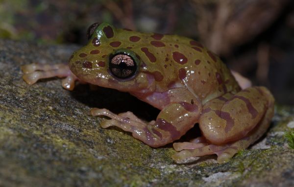 RoxanneReidSA's tweet image. Exploring the hidden world of fynbos frogs capenature.co.za/news/2026/expl… via @capenature1 #frogs #fynbos