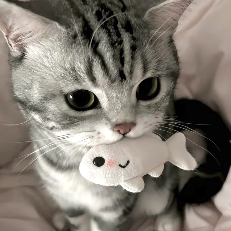 Cats all the way tweet media