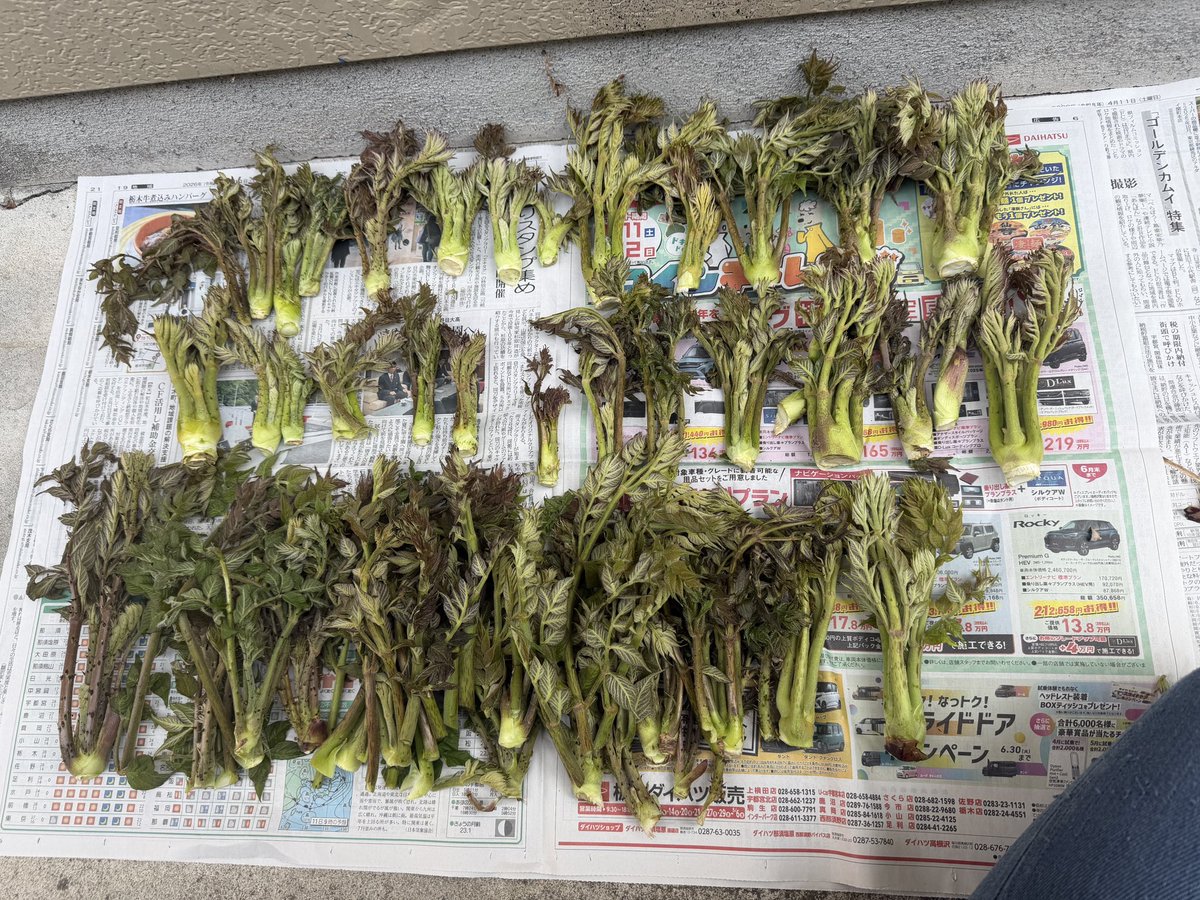 ＠ナスモ　（大自然那須母） tweet media