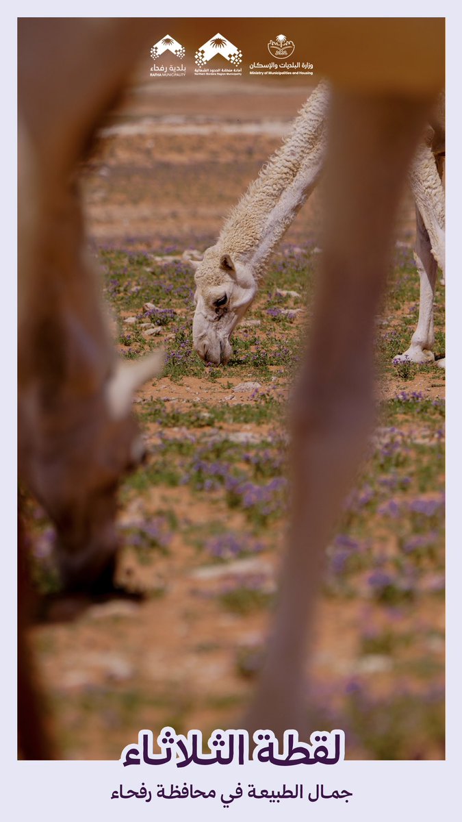 بلدية محافظة رفحاء tweet media