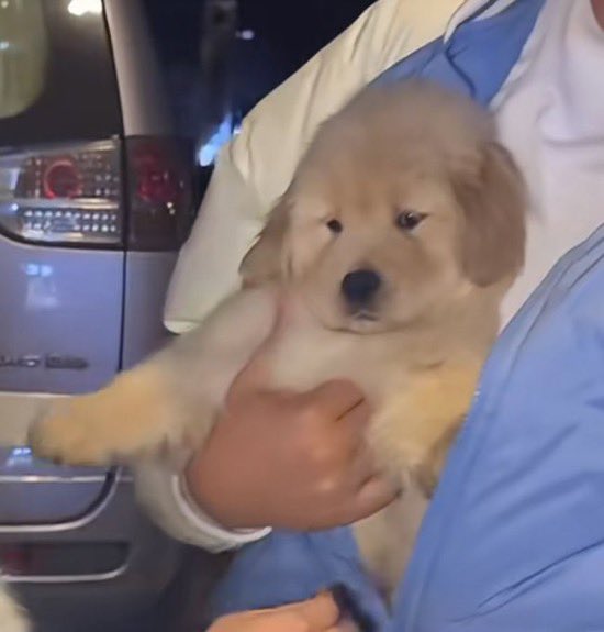 puppies video tweet media