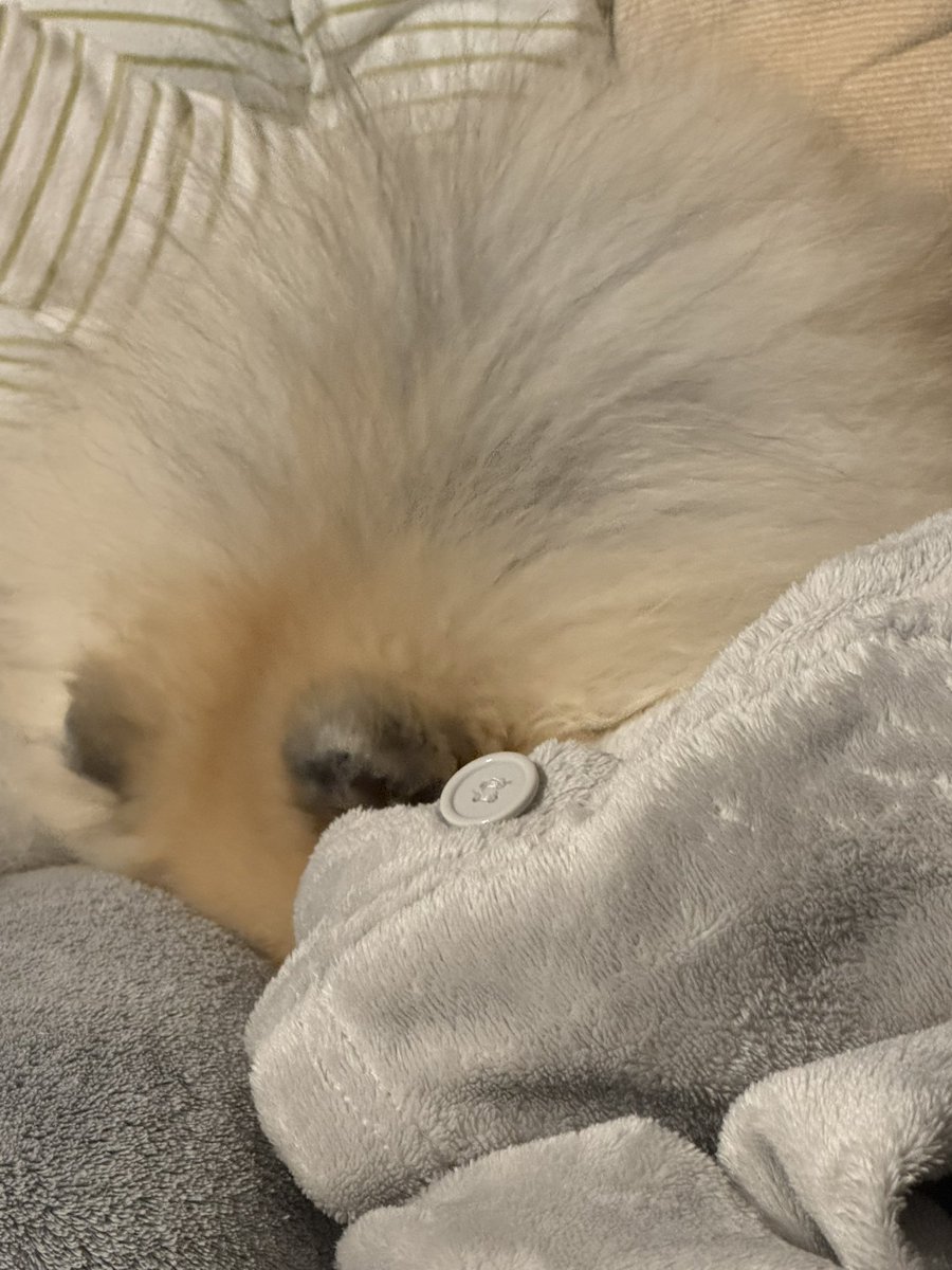 ここあ tweet media