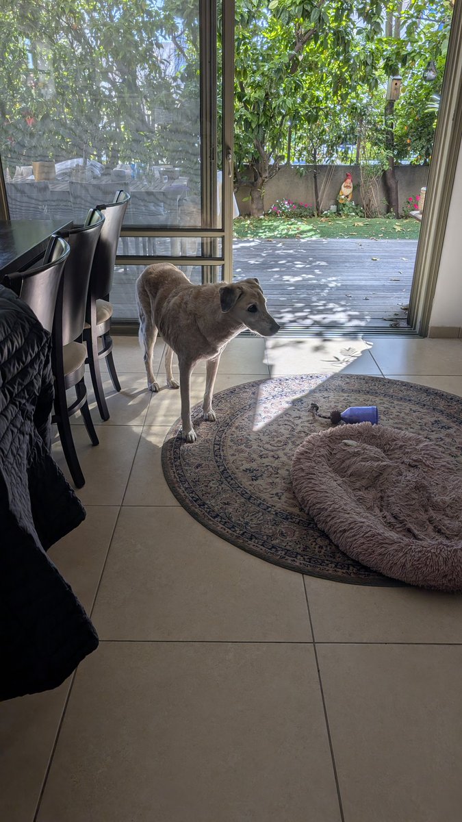 אזעקה, למה לא יורדים לממ"ד?
הכלבה בטריגר