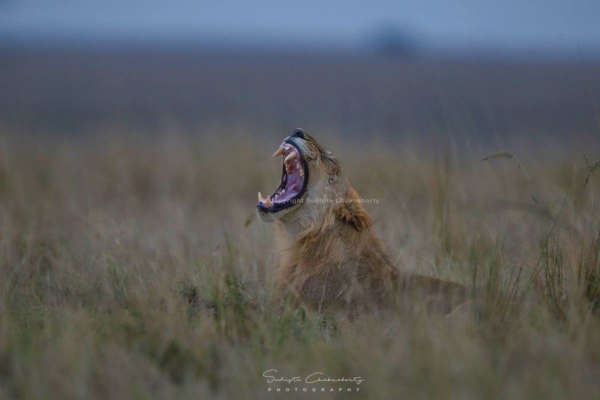 Sudipta Chakraborty Photography tweet media