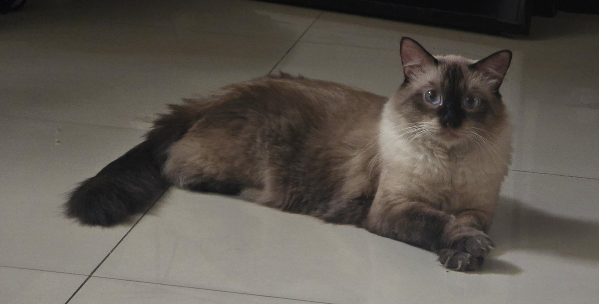 mungbeanfly's tweet image. such a distinguished gentleman
 😸😸😸😸😸😸