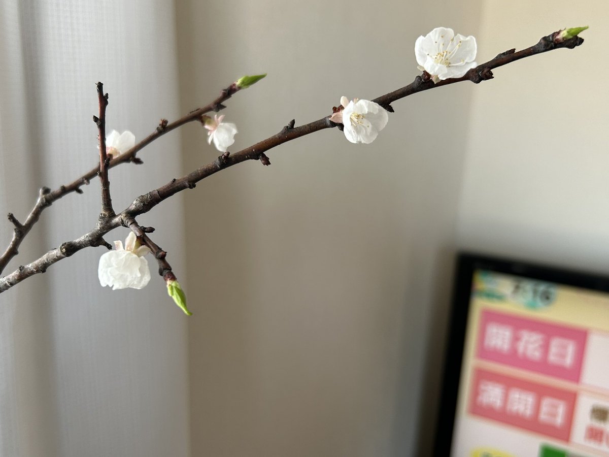 きょうこ tweet media