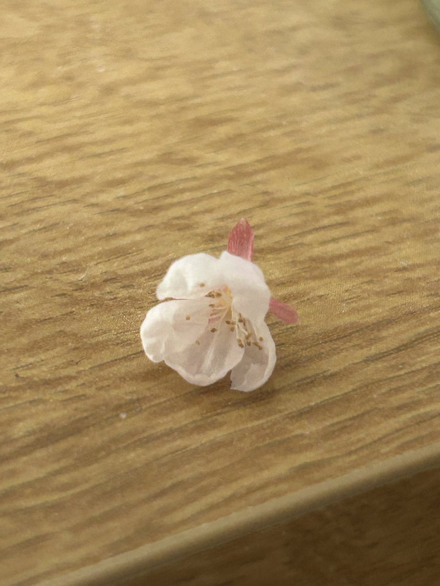 きょうこ tweet media