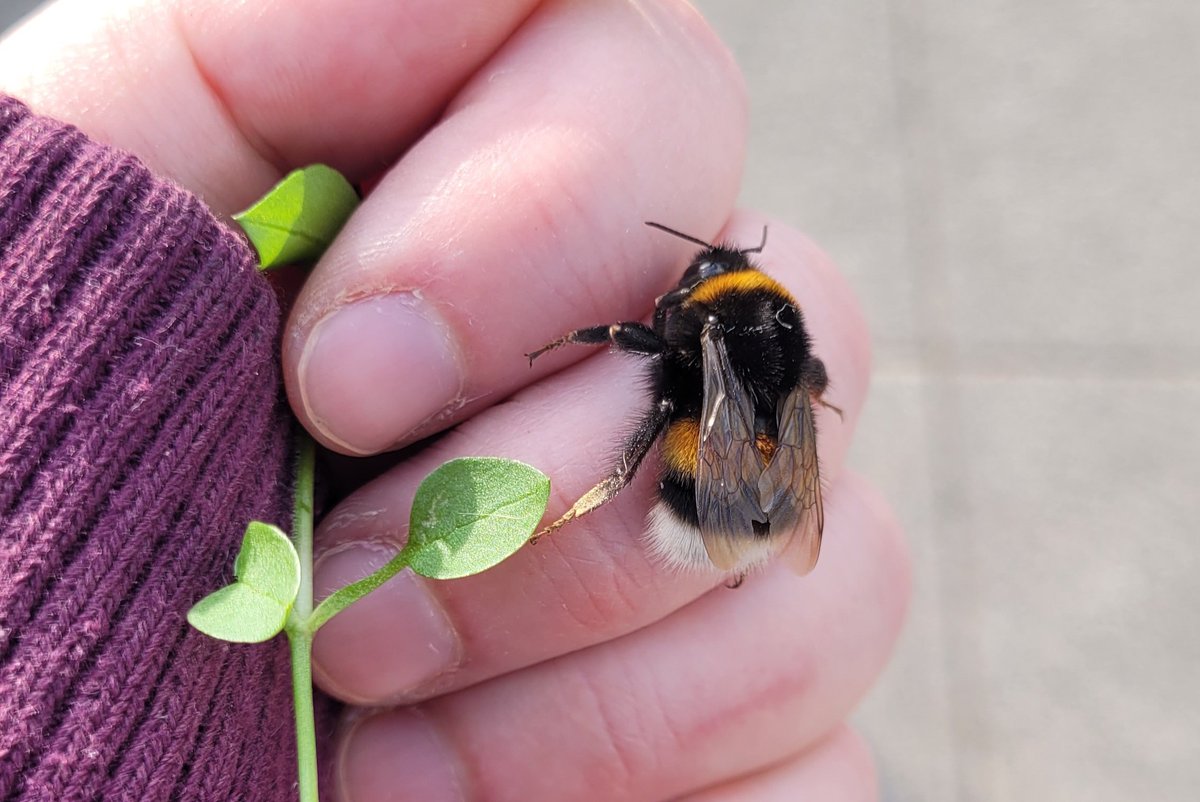 MamaMammut's tweet image. "Miss Geschick, ich muss in die Klasse, aber kannst du die Hummel retten?"
Ehrensache! Hat lecker Zuckerwasser bekommen und chillt nun auf einer Margerite 😊.
#twlz