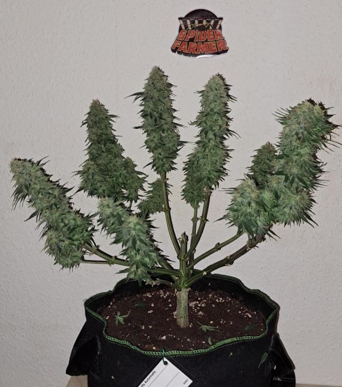 grow.diaries tweet media